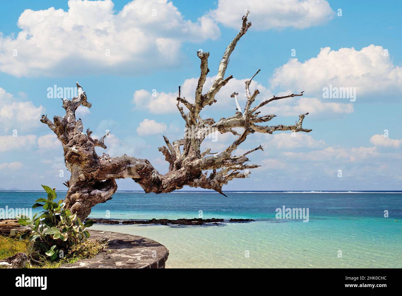 Tronco de árbol seco, que se extiende hacia el Mar Caribe. Foto de stock
