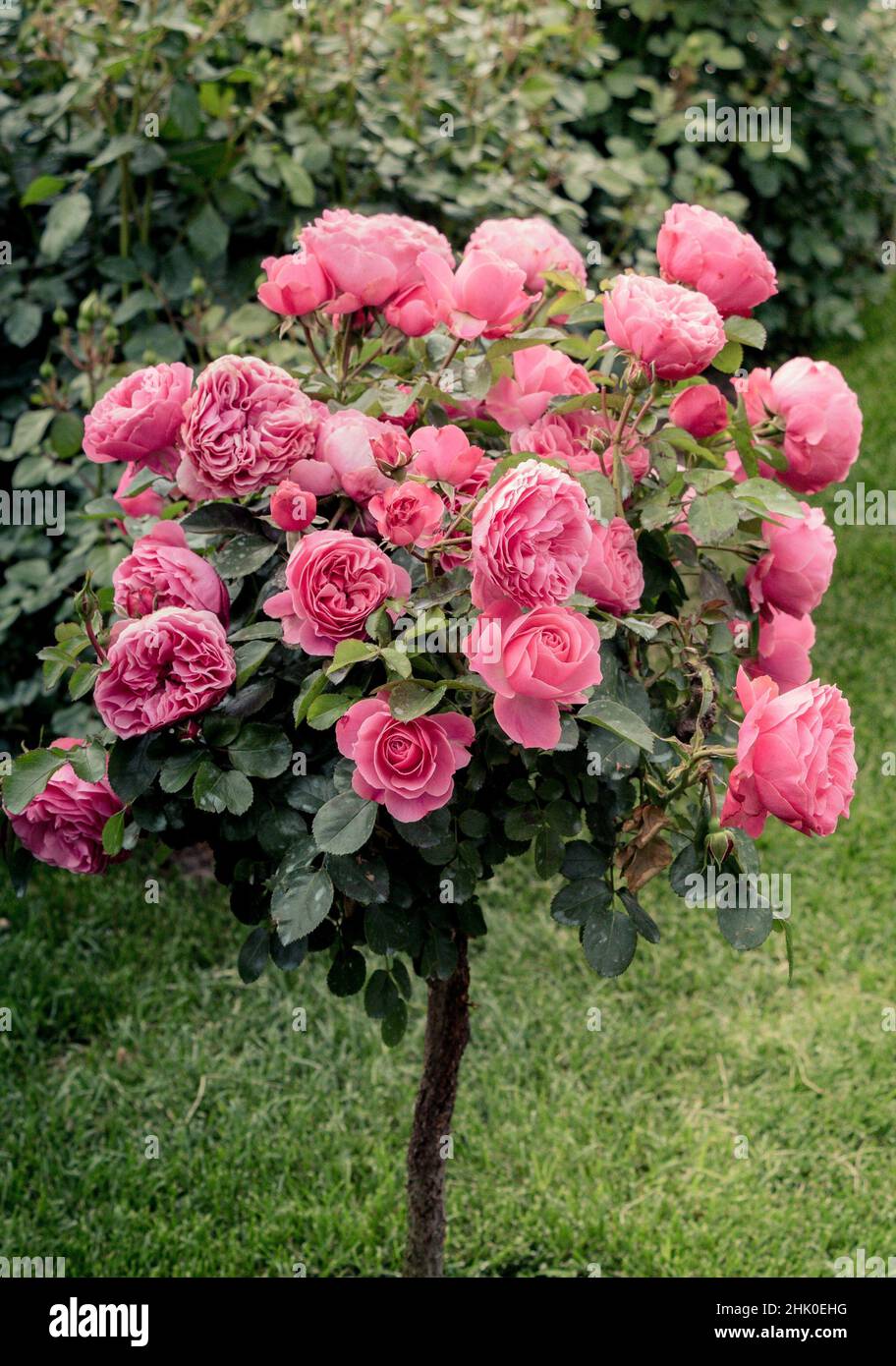 Rose tree fotografías e imágenes de alta resolución Alamy