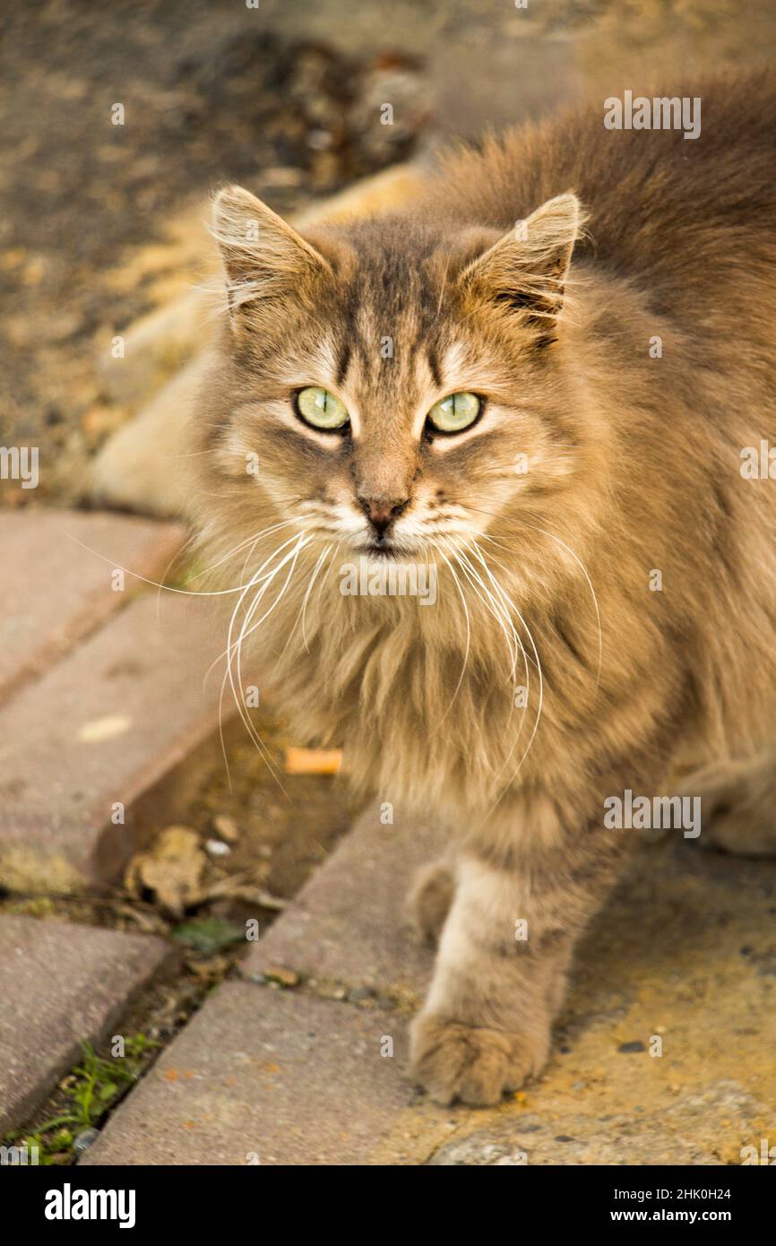 Um Gatinho De Macaco Listrado Brinca Com Um Travesseiro De Laranja. Imagem  de Stock - Imagem de felino, listrado: 219355329