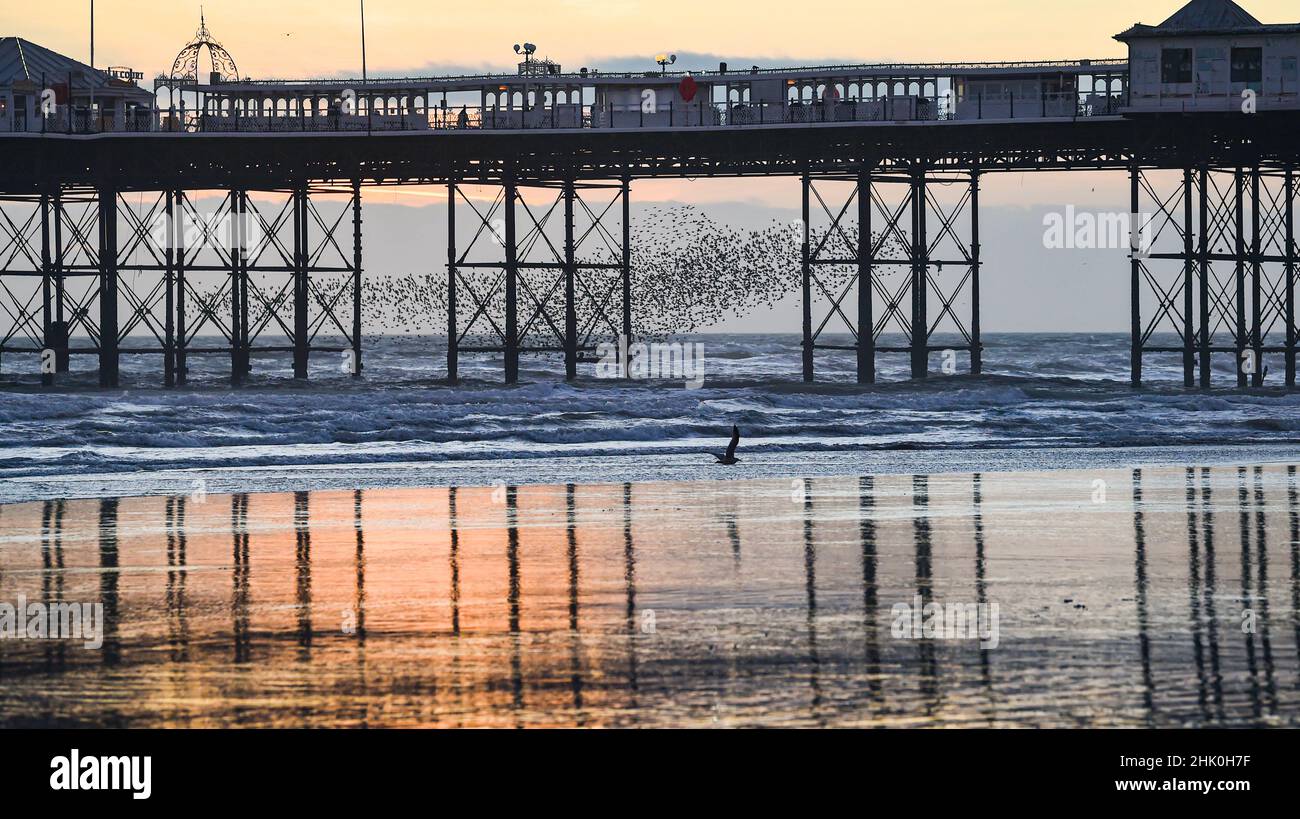 Brighton UK 1st Febrero 2022 - Los Starlings realizan su murmuración diaria mientras el sol baja detrás del muelle después de un cálido día soleado a lo largo de la costa sur : Credit Simon Dack / Alamy Live News Foto de stock