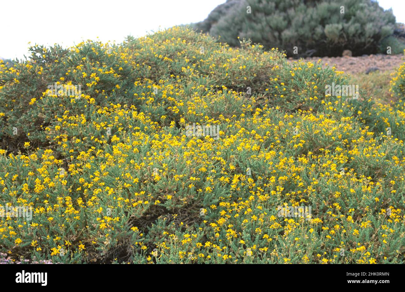 El Codeso de cumbre (Adenocarpus viscosus) es un arbusto endémico de Tenerife, La Gomera y La Palma. Esta foto fue tomada en Canadas del Teide Nacional Foto de stock