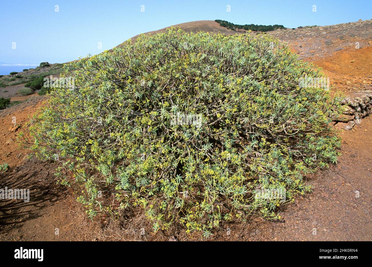 Tabaiba Amarga Euphorbia Lamarckii Fotografías E Imágenes De Alta Resolución Alamy 7321