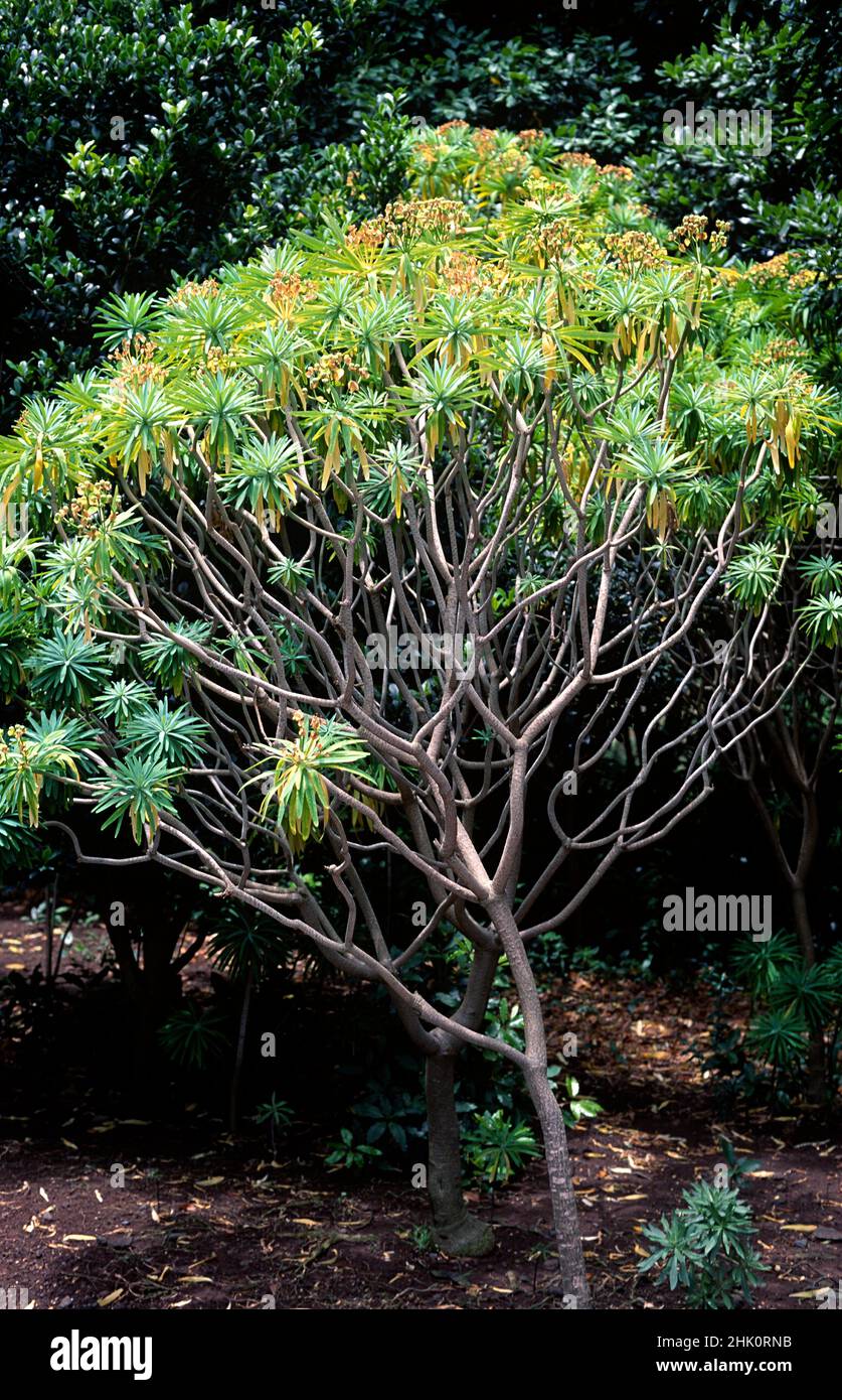 Tabaiba amarilla de La Gomera (Euforbia lambii o Euforbia bourgeana) es un arbusto endémico de La Gomera, Islas Canarias, España. Foto de stock