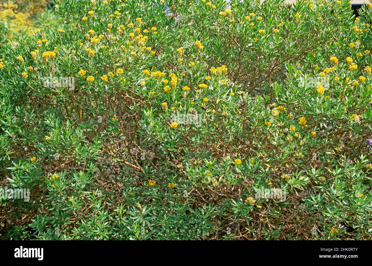 El escoba de hojas de aguja (Genista linifolia) es un arbusto nativo de las Islas Canarias, el sur de la Península Ibérica y el noroeste de África. Foto de stock