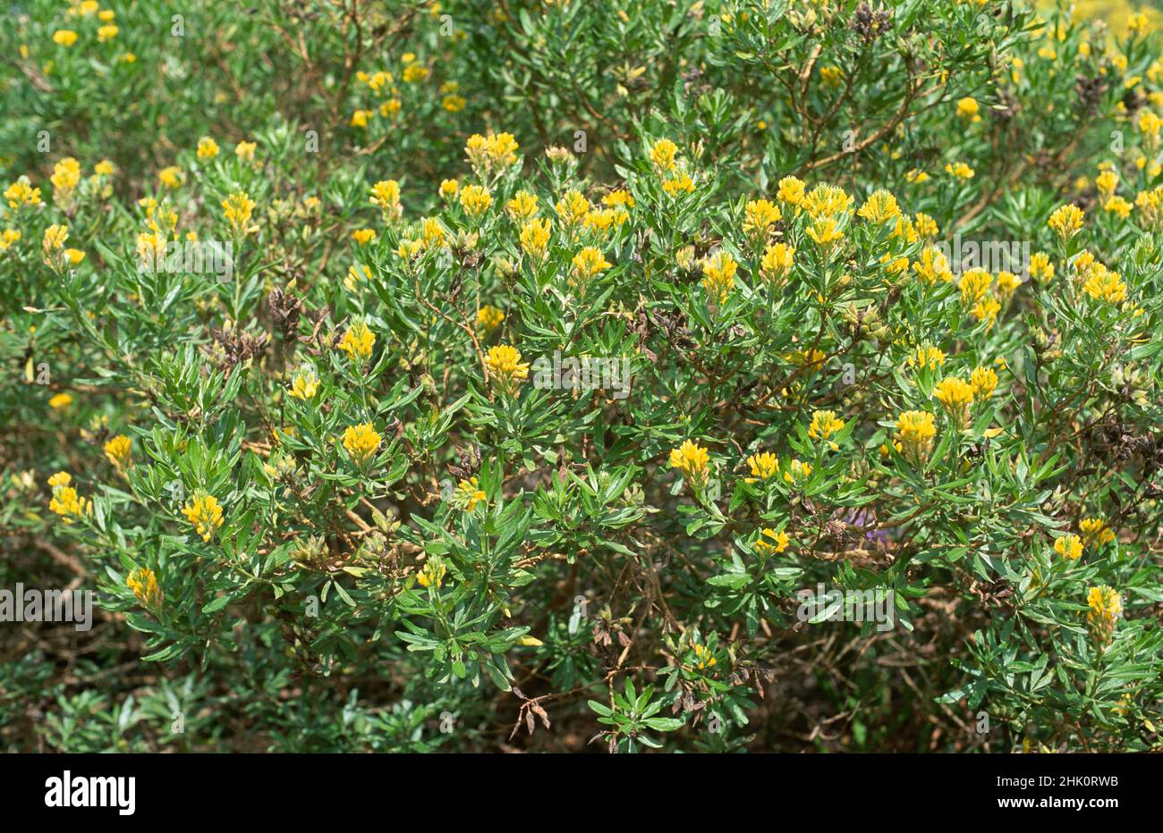 El escoba de hojas de aguja (Genista linifolia) es un arbusto nativo de las Islas Canarias, el sur de la Península Ibérica y el noroeste de África. Foto de stock