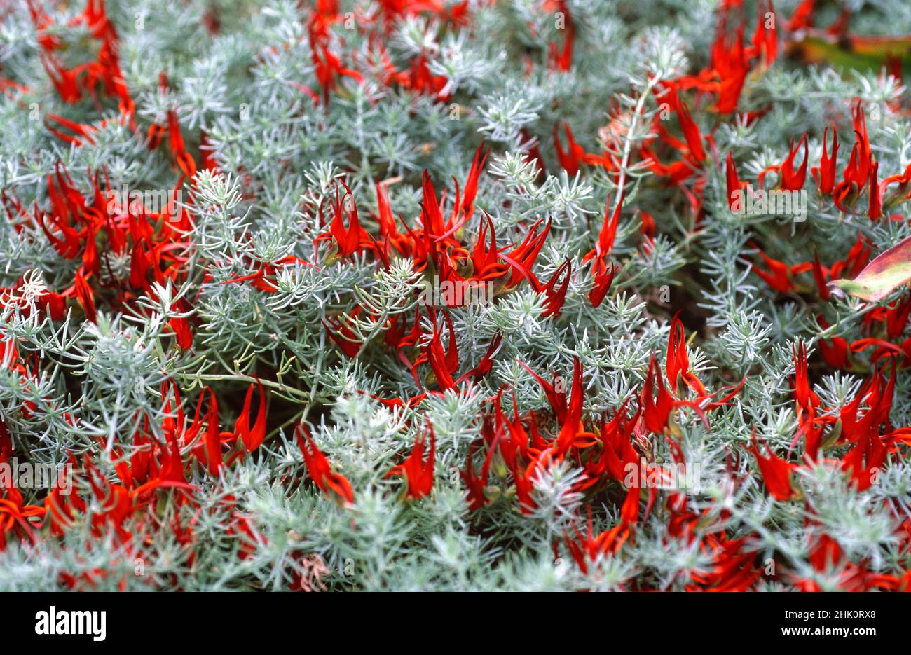 Picopaloma, pico de loro o gema de coral (Lotus berthelotii) es una hierba perenne postrada endémica de Tenerife, Islas Canarias, España. Flores rojas Foto de stock