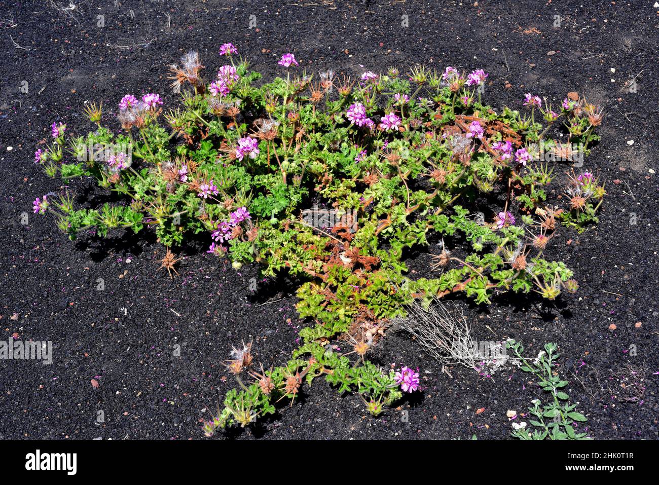 Malvarosa (Pelargonium capitatum) es un arbusto nativo de Sudáfrica y naturalizado en Lanzarote, Islas Canarias, España. Foto de stock