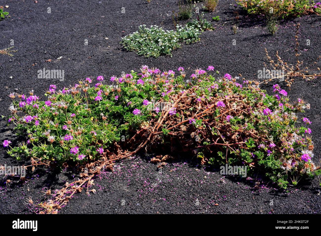 Malvarosa (Pelargonium capitatum) es un arbusto nativo de Sudáfrica y naturalizado en Lanzarote, Islas Canarias, España. Foto de stock