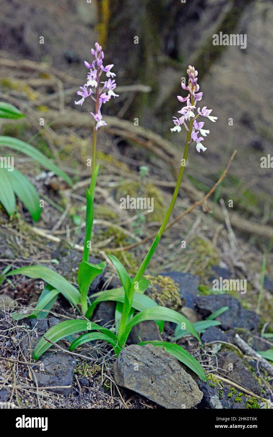 Orquídea de La Palma (Orchis mascula lapalmensis) es una hierba perenne endémica de La Palma, Islas Canarias. Esta foto fue tomada en Cumbre Foto de stock