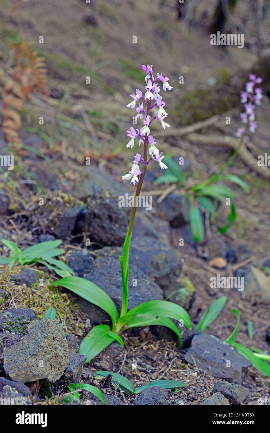 Orquídea de La Palma (Orchis mascula lapalmensis) es una hierba perenne endémica de La Palma, Islas Canarias. Esta foto fue tomada en Cumbre Foto de stock