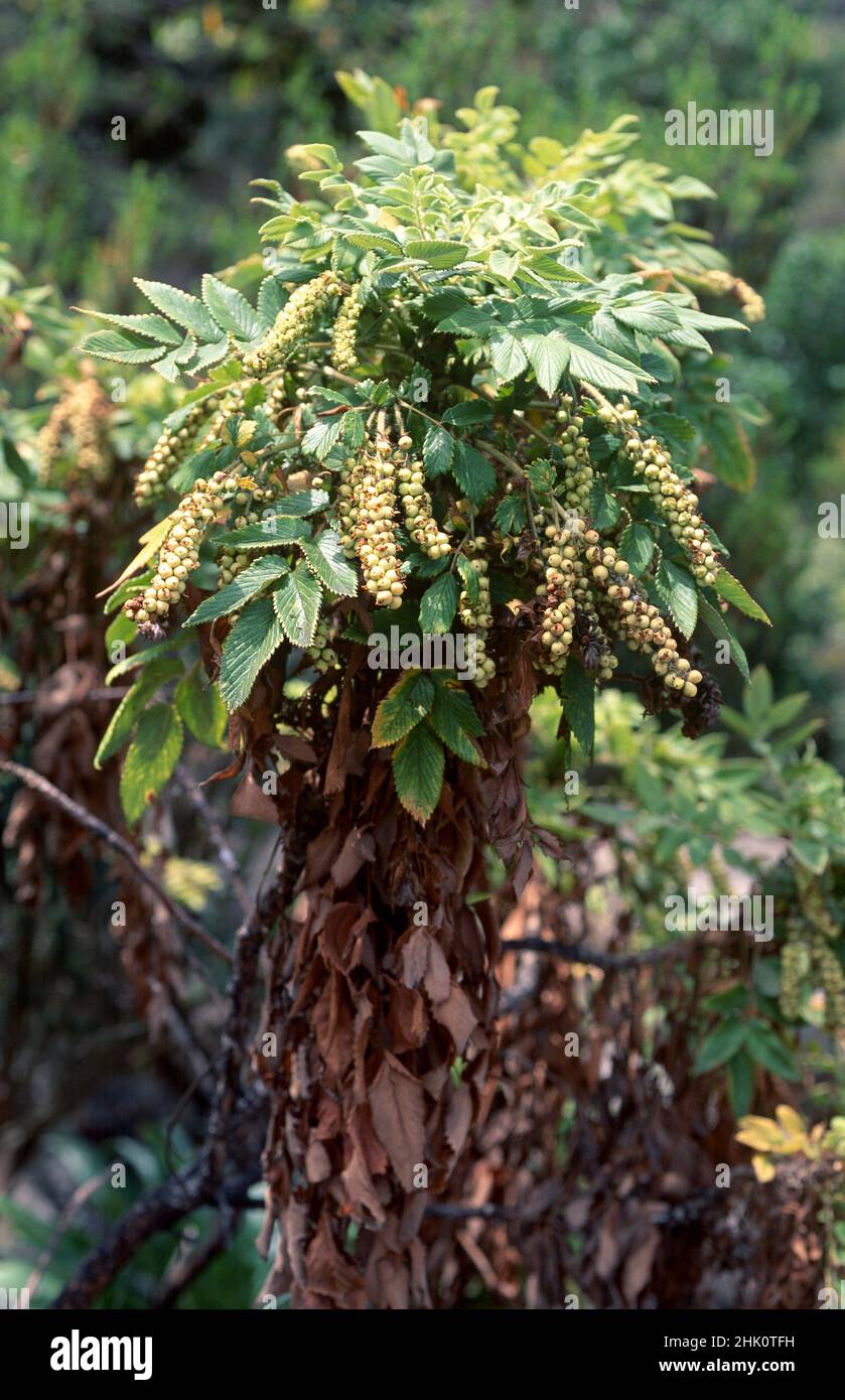 Bencomia de monte (Bencomia caudata) es un arbusto endémico de Macaronesia (Gran Canaria, Tenerife, La Palma y Madeira). Esta foto fue tomada en Canarias Foto de stock