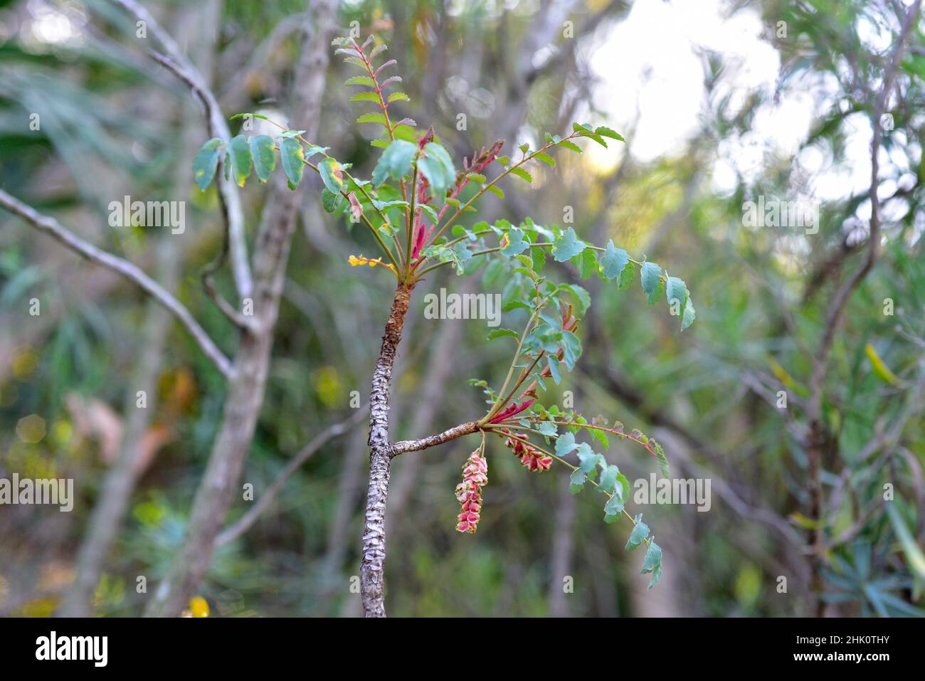 Palosangre o palo de sangre (Marcetella moquiniana) es un arbusto endémico de Gran Canaria, Tenerife y La Gomera, Islas Canarias, España. Detalle de frutas. Foto de stock