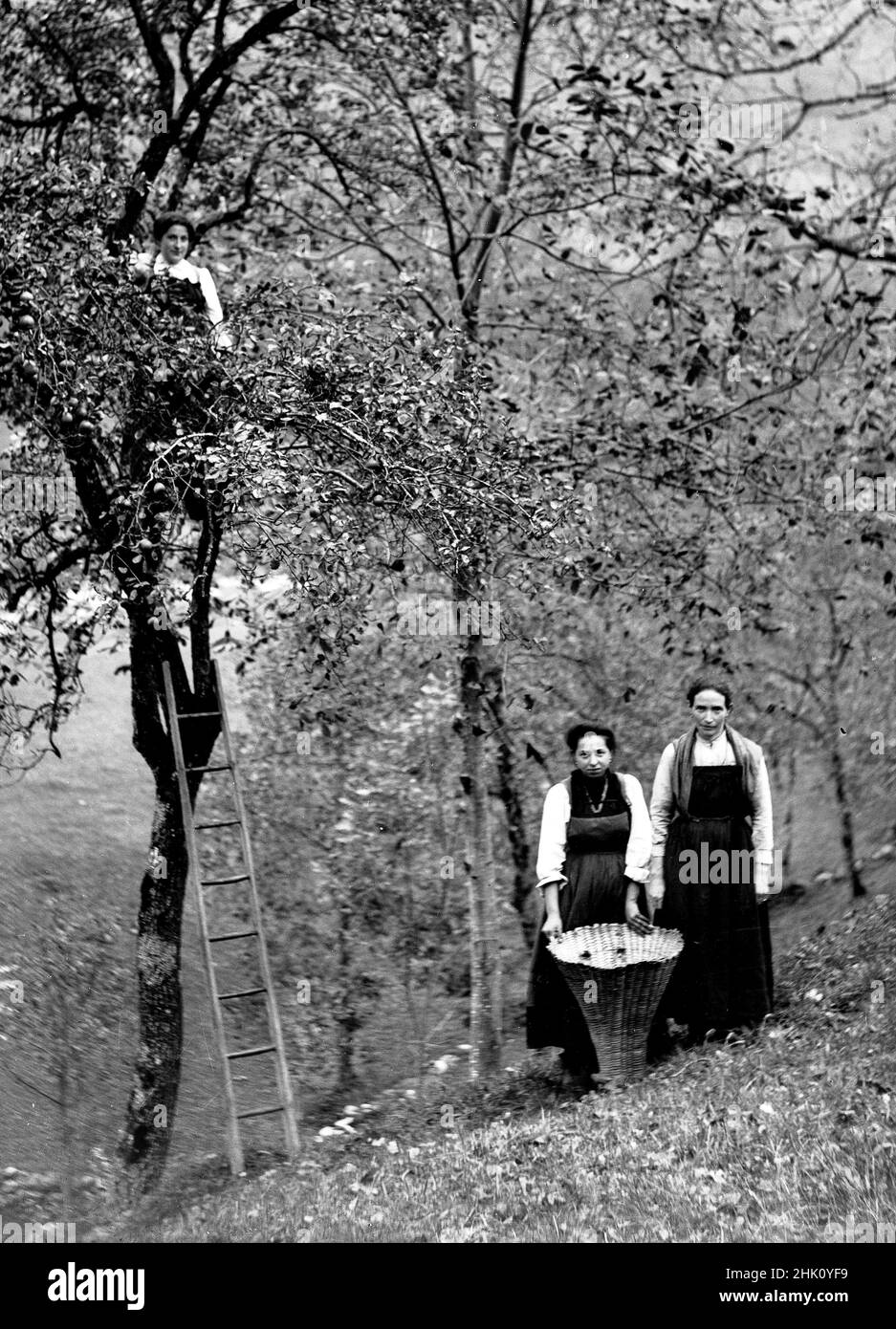Mujeres italianas recogiendo aceitunas de cosecha en 1920 Foto de stock