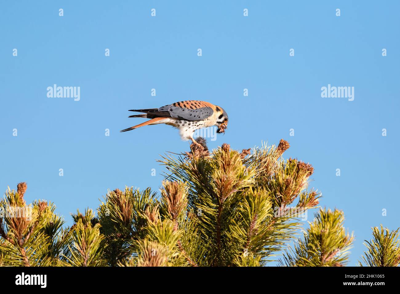 Un Kestrel en la cima de un pino en un día soleado y azul cielo, con un gran pedazo de vole en su boca que ha buscado para una comida. Foto de stock