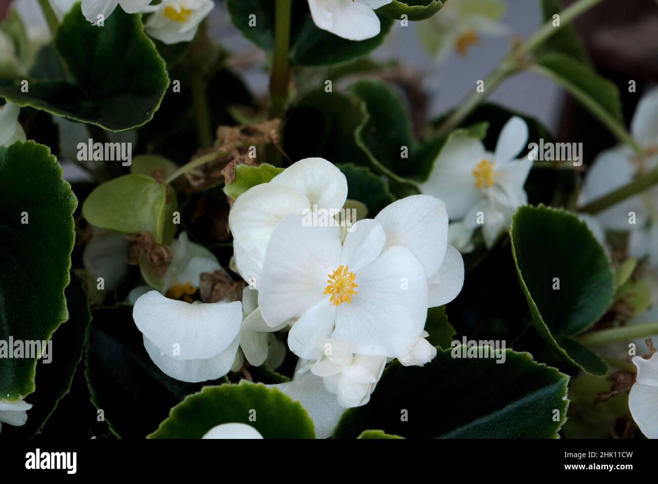 Begonia cucullata conocida como cera begonia flores blancas florecientes  Fotografía de stock - Alamy