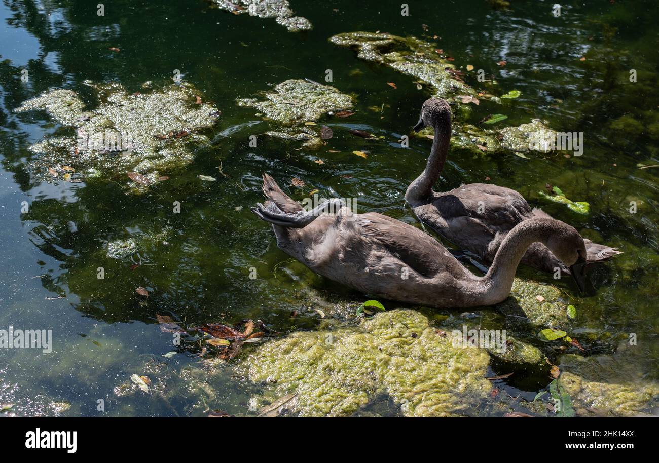 dos cisnes juveniles mudos con plumas gris-marrones nadando en un estanque Foto de stock