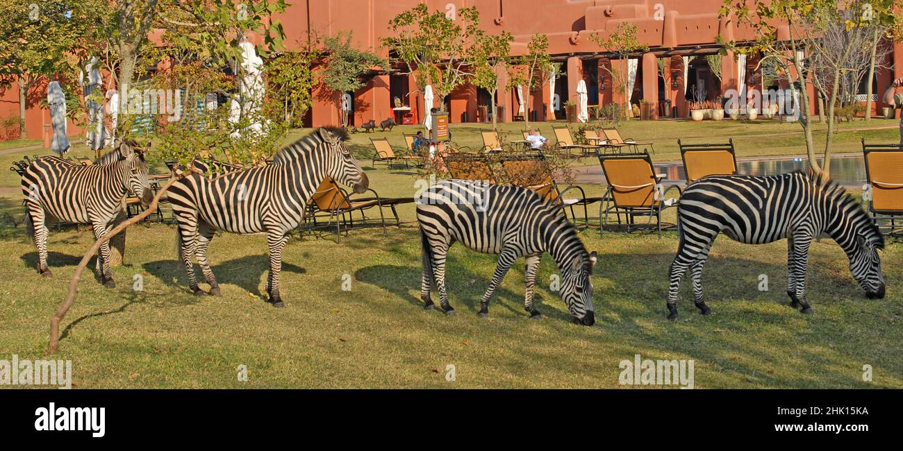 Cebras, Livingstone, Zambia Foto de stock