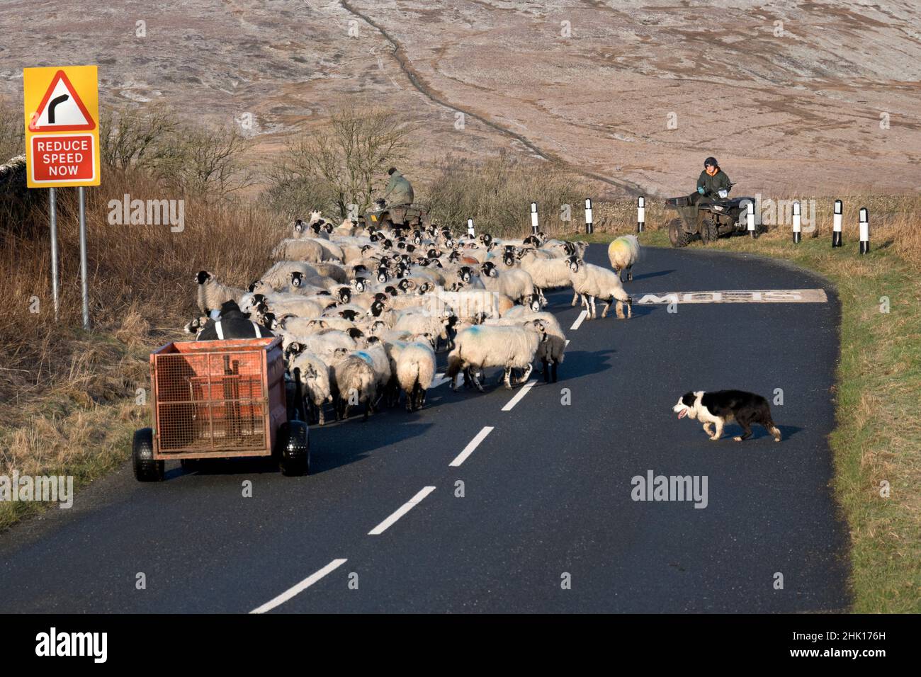 Pastores y un perro conducen un rebaño de ovejas Swaledale por la carretera en Selside, Ribblesdale, Yorkshire Dales National Park. Foto de stock