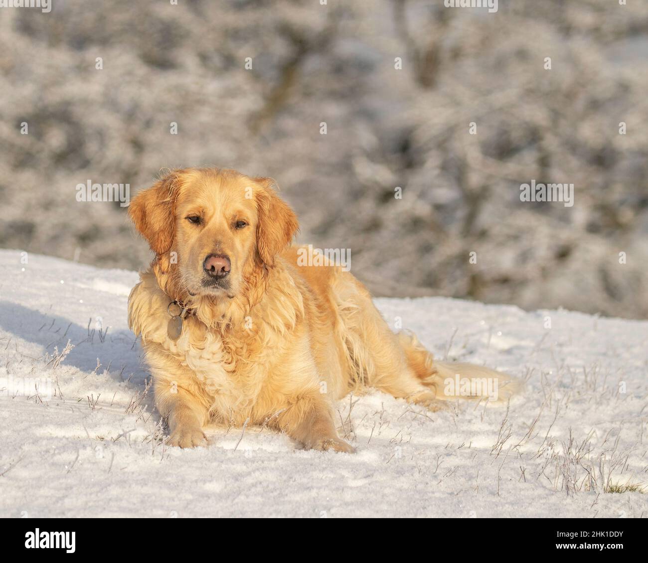 Golden Retriever tumbado en la nieve, parece relajado en un soleado día de invierno Foto de stock