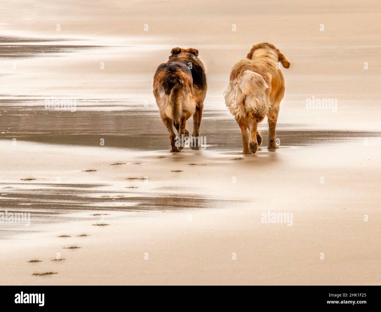 Los perros más amigos caminan juntos, uno al lado de otro, lejos de la cámara en una playa húmeda que muestra pasos y reflexiones Foto de stock