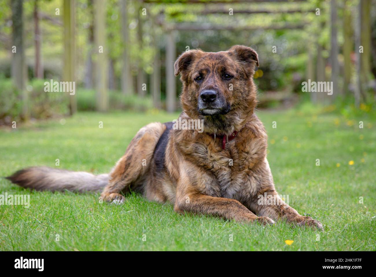 Cuatro pedigrees en un perro Foto de stock