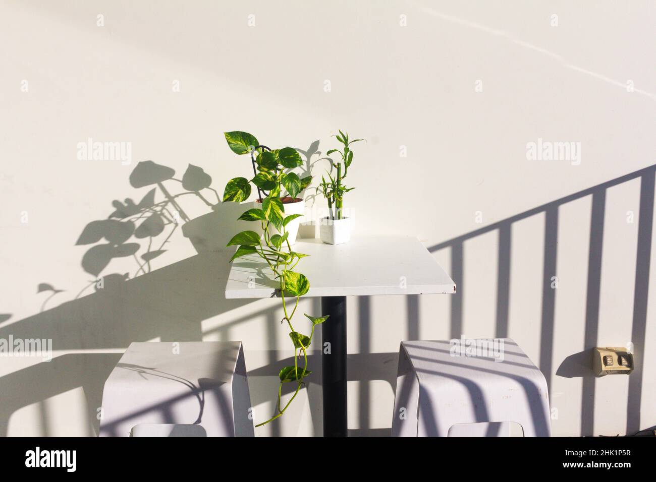 plantas de hiedra y bambú del diablo en maceta blanca sobre fondo blanco Foto de stock