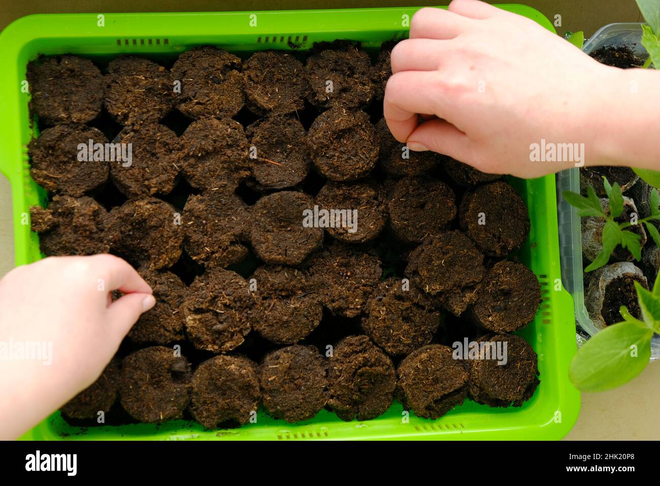 Siembra de semillas. Mano infantil y femenina con semillas en tabletas de turba y plántulas verdes de fondo. La madre y el niño plantan semillas adentro Foto de stock