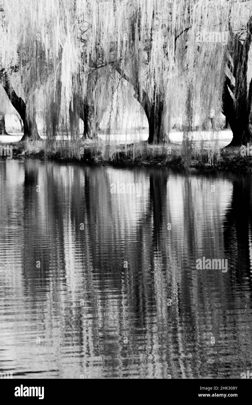 Estados Unidos, Estado de Washington, Este de Washington. Árbol de sauce llorando que se refleja en el estanque Foto de stock