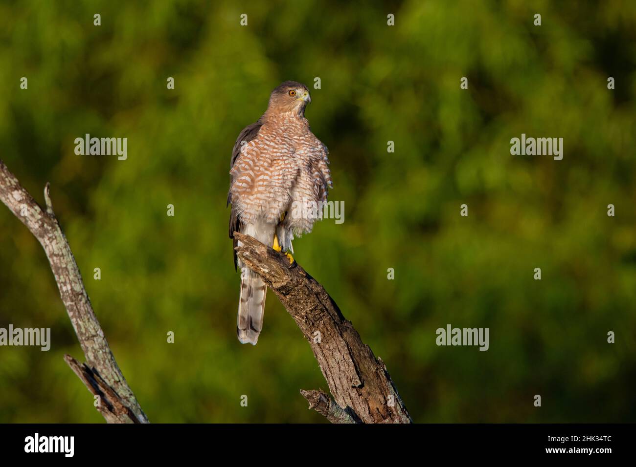 Cooper's Hawk (Accipiter cooperi) encaramado en el muñón Foto de stock