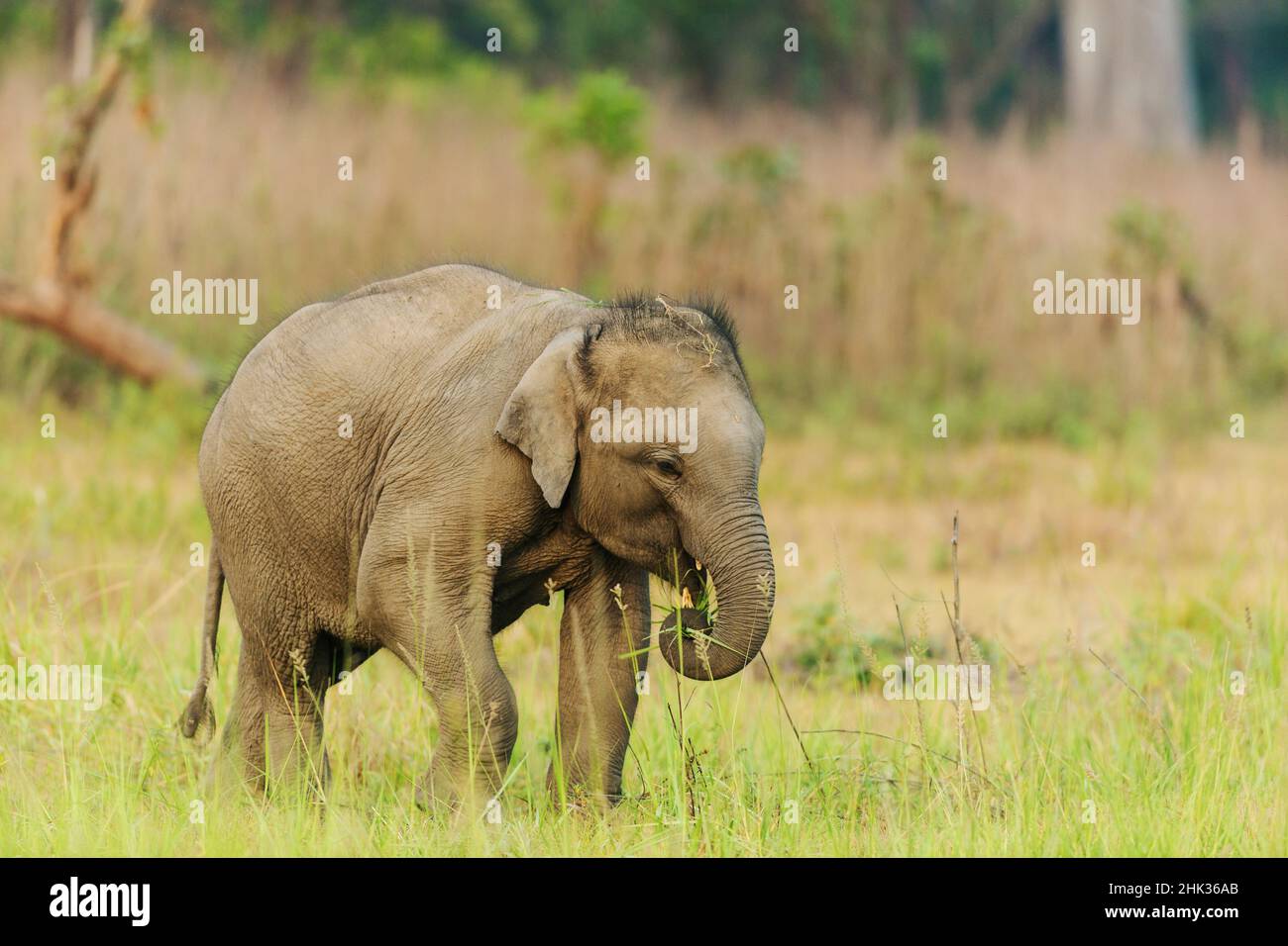 Elefante asiático ternero. Parque Nacional Corbett, India. Foto de stock