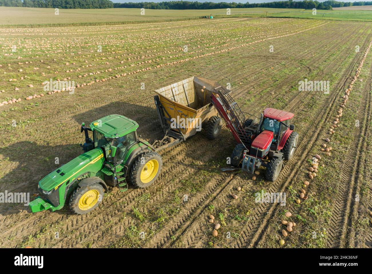 Recoger calabazas durante la cosecha de calabaza, Condado de Mason, Illinois Foto de stock