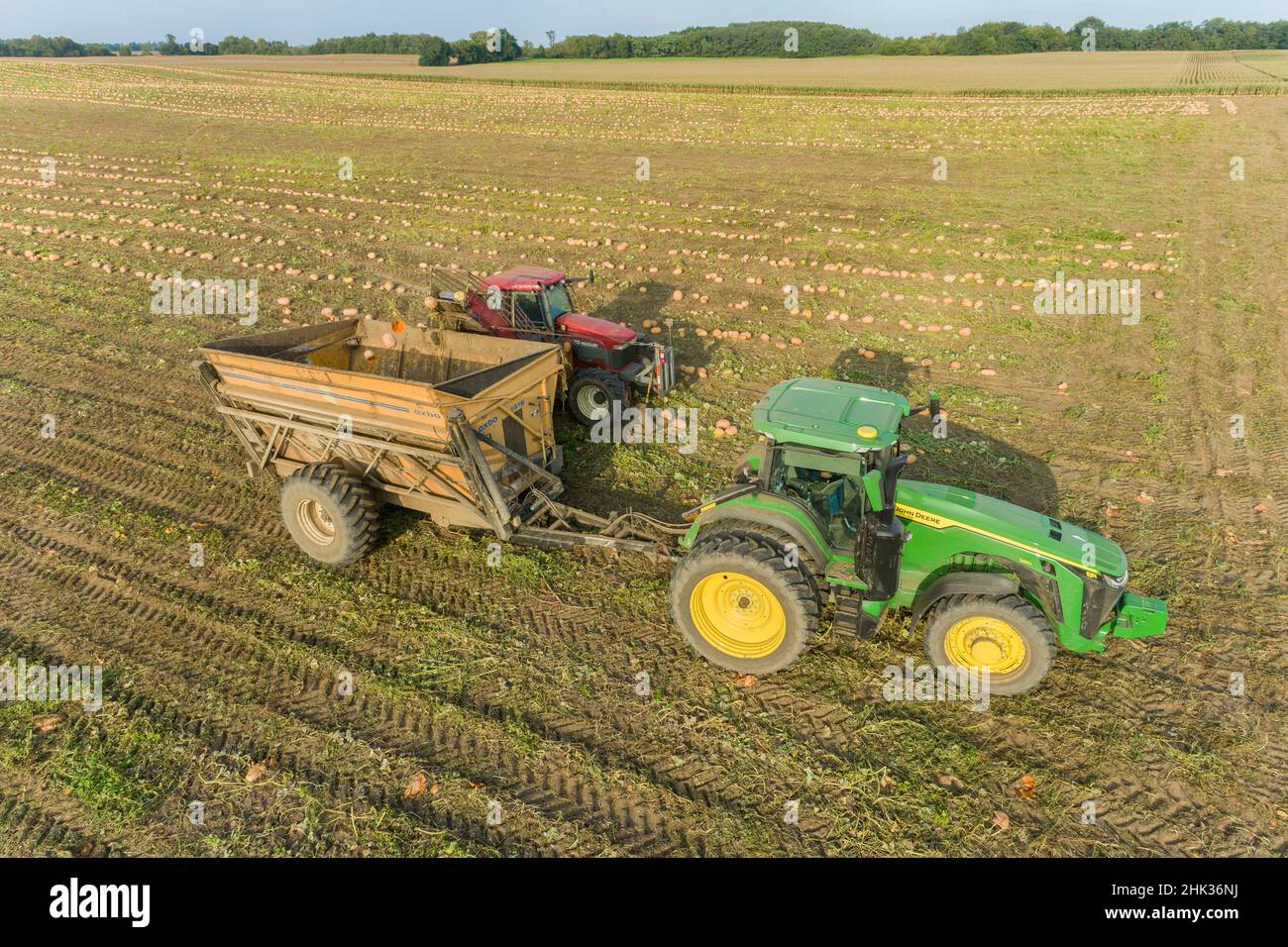 Recoger calabazas durante la cosecha de calabaza, Condado de Mason, Illinois Foto de stock