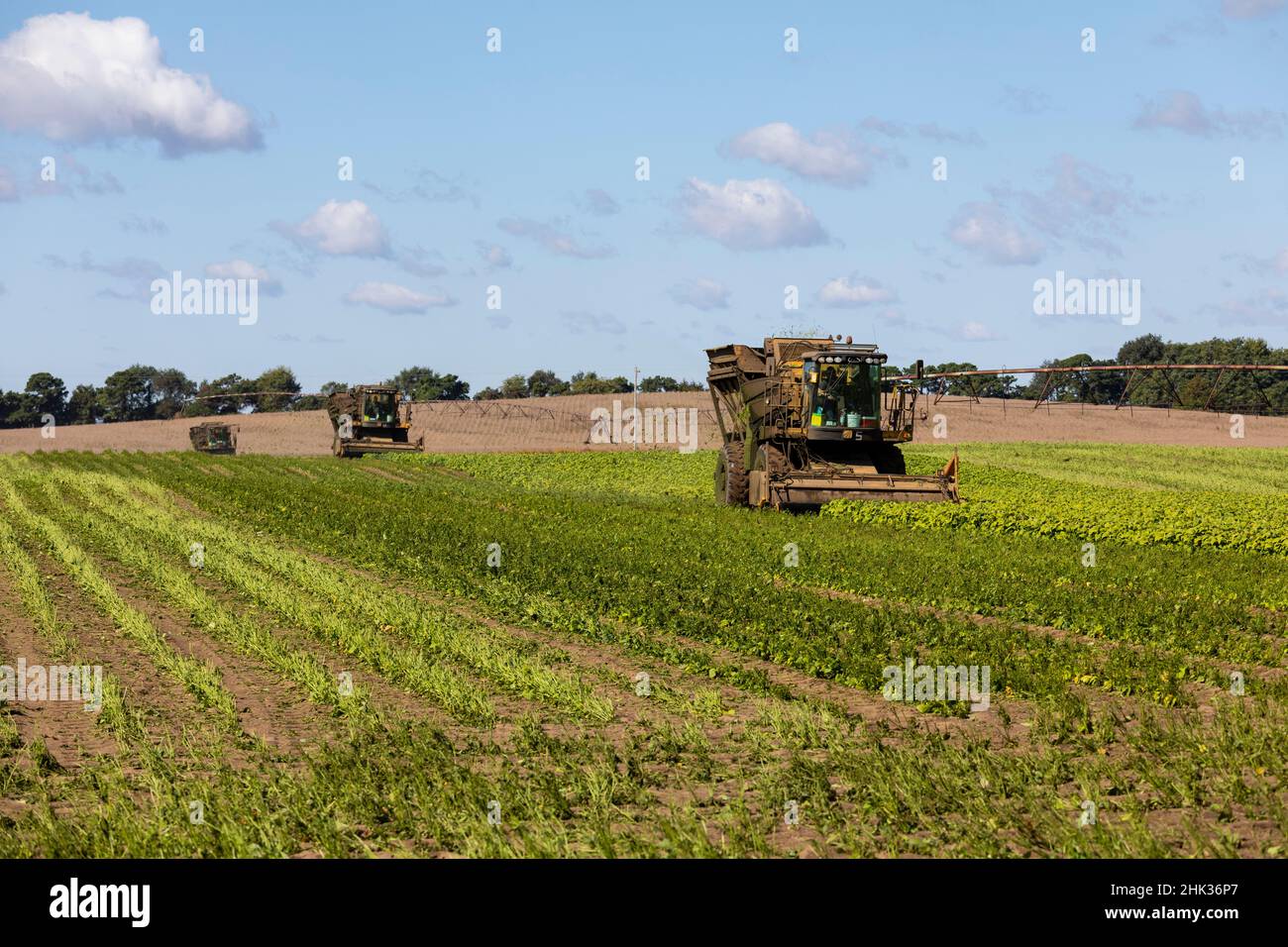 Recolección de frijoles verdes durante la cosecha de frijoles verdes, Condado de Mason, Illinois Foto de stock