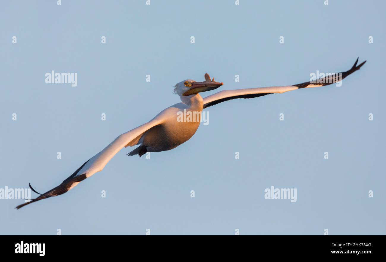 Pelican blanco americano, última luz Foto de stock