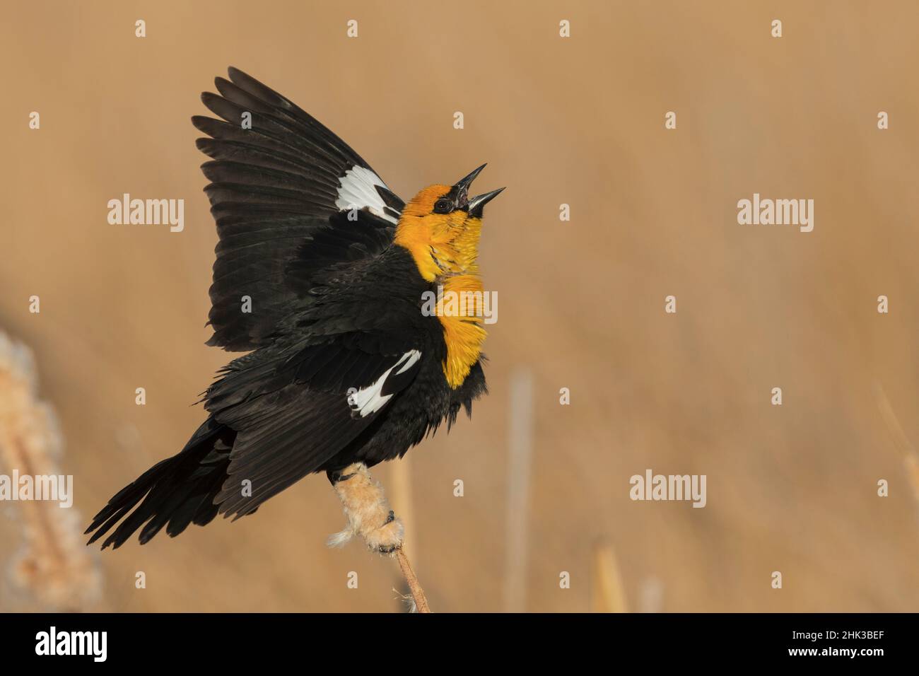 Pájaro negro de cabeza amarilla, exposición matutina y canción Foto de stock