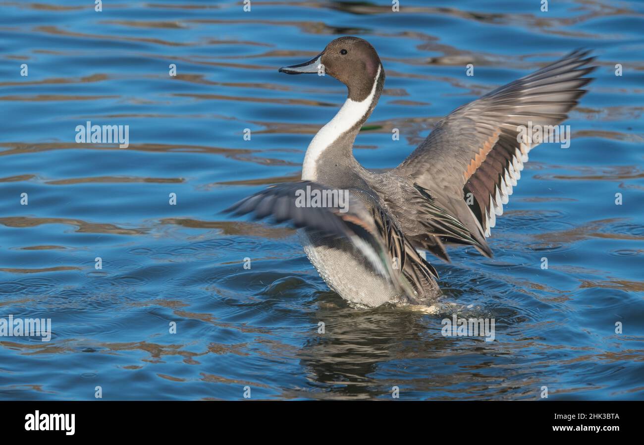 El pico norte es un pato con una amplia distribución geográfica que se reproduce en las zonas septentrionales de Europa, Asia y América del Norte. Foto de stock