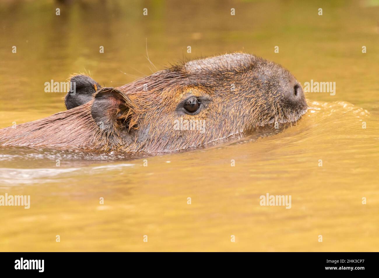 Brasil, Pantanal. Capybara nadando en el agua. Crédito como: Cathy & Gordon  Illg / Jaynes Gallery /  Fotografía de stock - Alamy