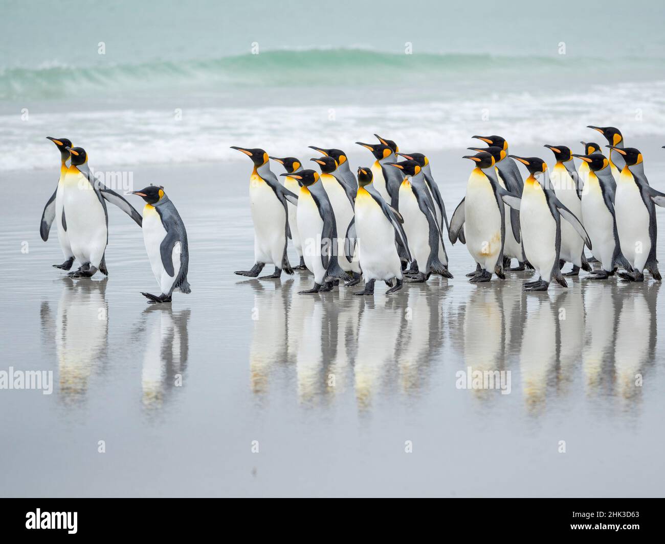 El Rey Penguin en las Islas Malvinas. Foto de stock