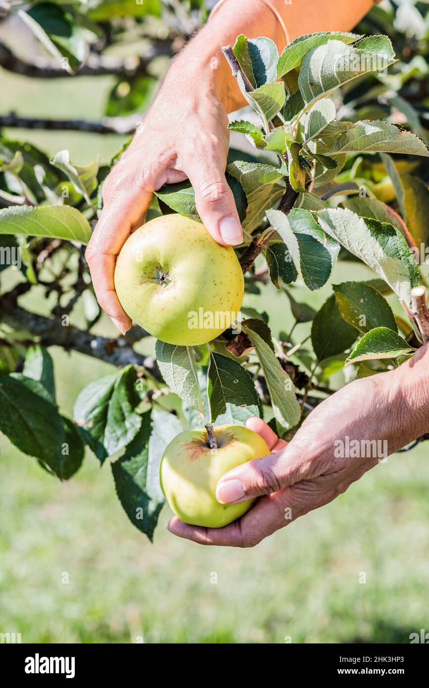 Apple Harvest 'White Reinette of Canada'. Foto de stock