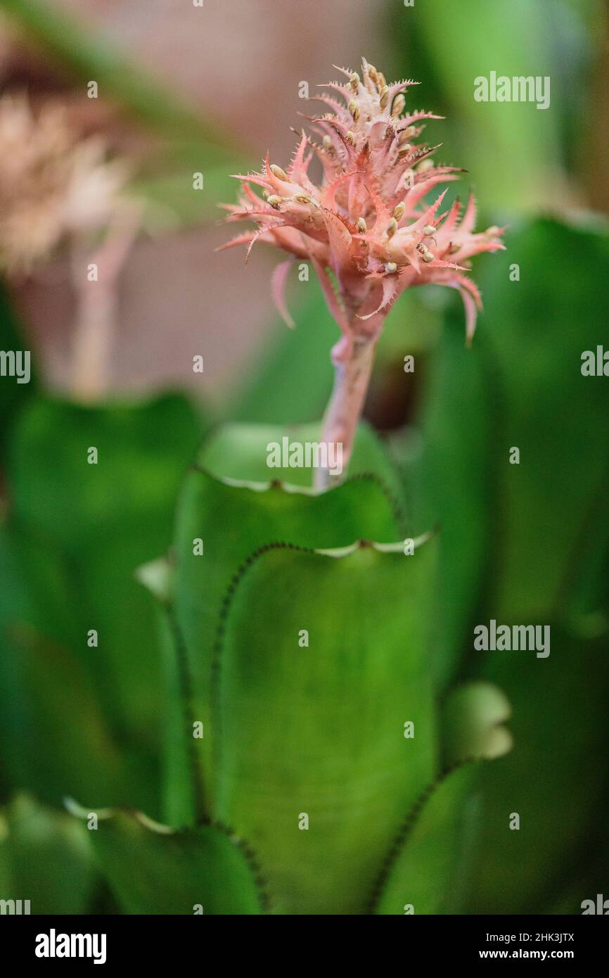 Floración Aechmee (Aechmea flavo-rosea), un bromelido. Foto de stock