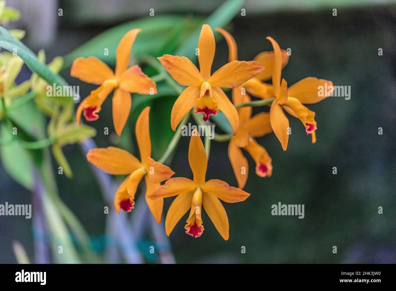 Laeliocattleya 'Orange Crush', un híbrido muy colorido de Laelia y Cattleya. Foto de stock
