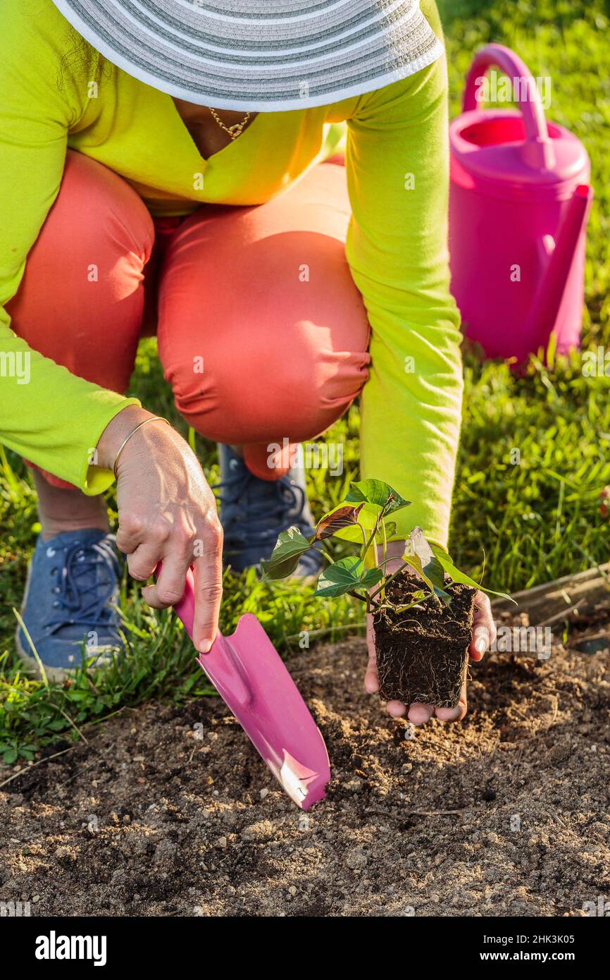 Plantar una bola de la raíz de la batata en la primavera Foto de stock