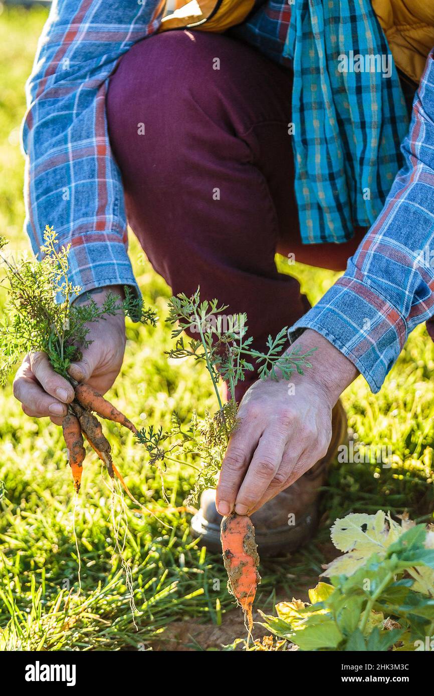 El hombre cosechando zanahorias jóvenes en tiempo temprano Foto de stock