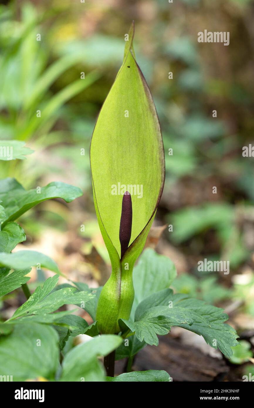 Inflorescencia de la pinta de cuco (arum maculatum), Francia Foto de stock