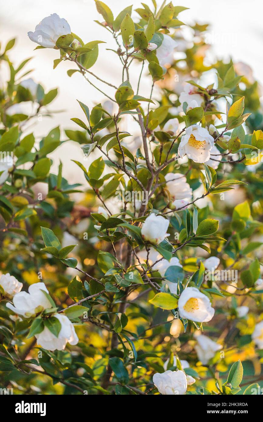 Retrato de satanqua camellia (Camellia sasanqua) 'Chantal' en flor Foto de stock