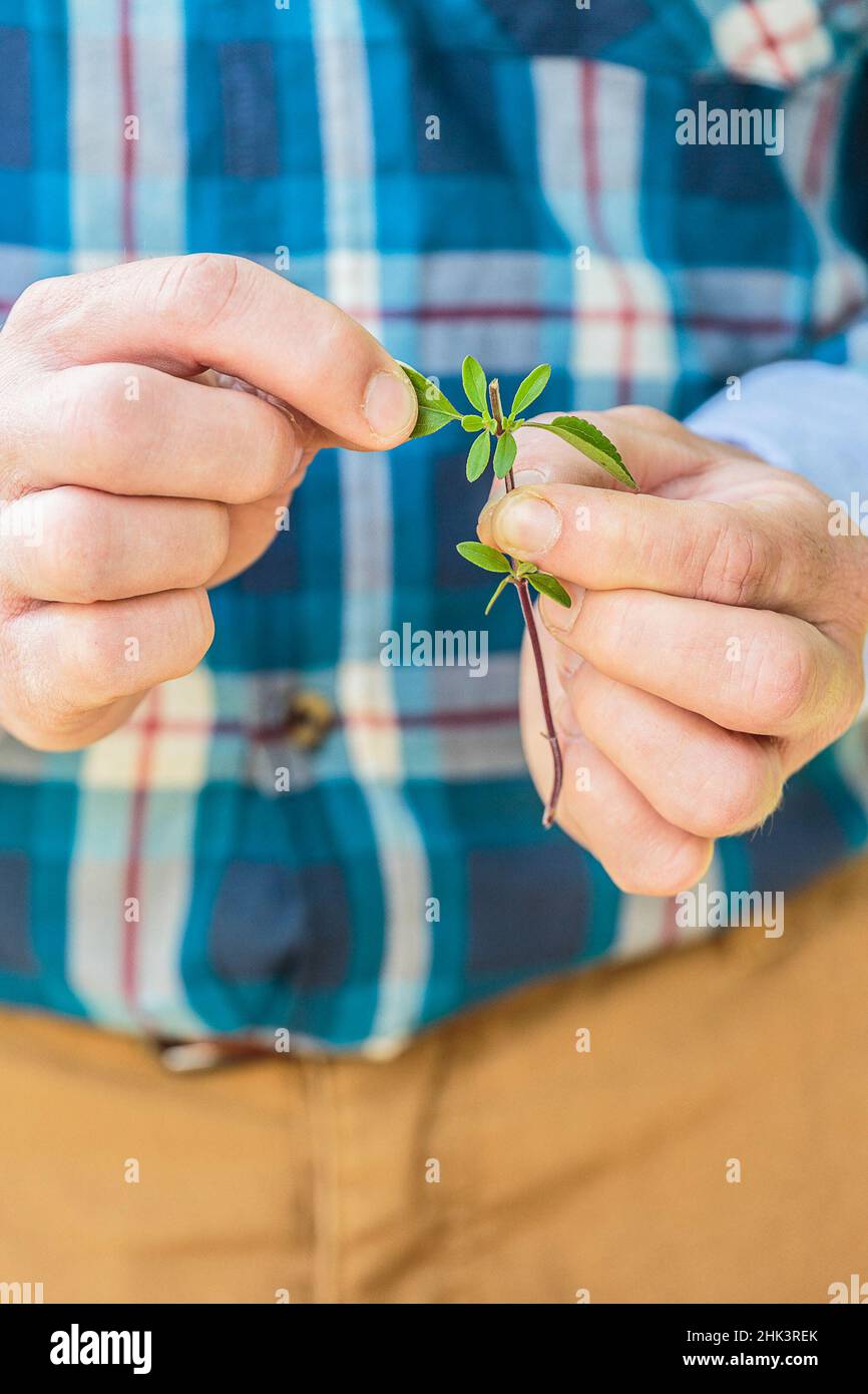 Cortar un salvia de hoja pequeña (Salvia microphylla) 'rubor rosa'. Paso a paso, Paso 3 de 4: Retire las hojas de la base y las hojas grandes de la th Foto de stock