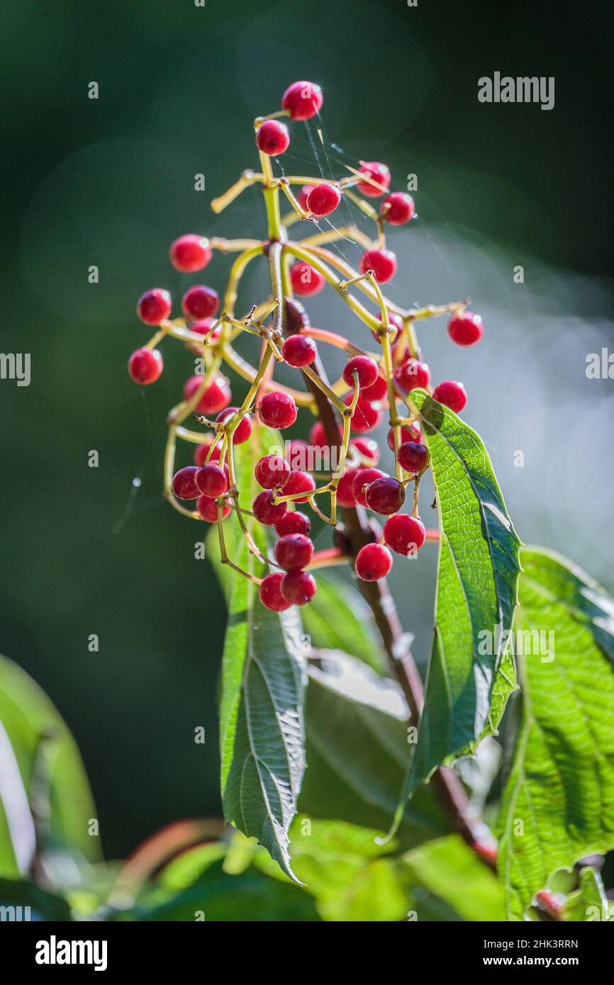 Fructificación de Viburnum (Viburnum betulifolium), un viburnum chino nativo con bayas decorativas. Foto de stock