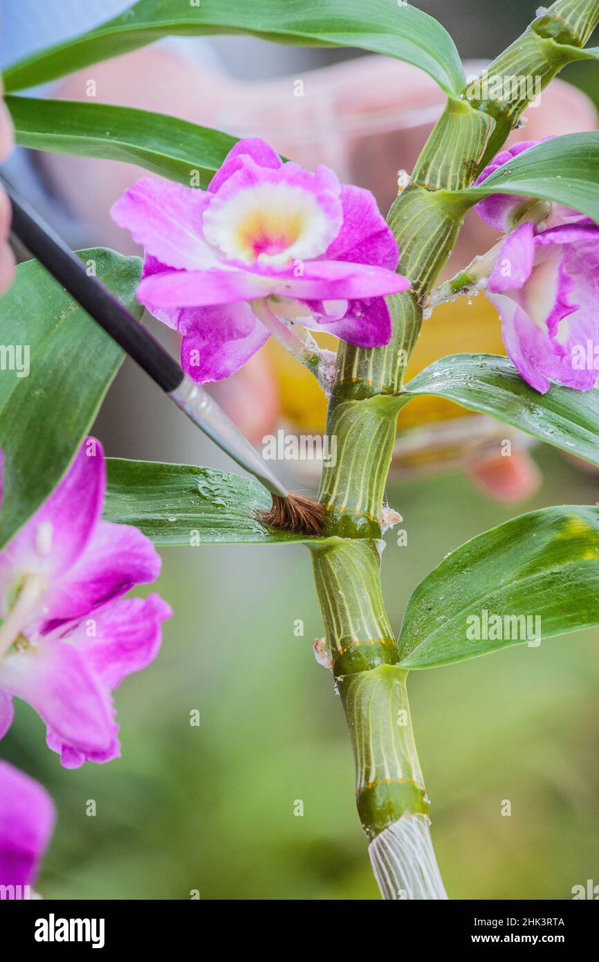 Control de las megalinbugs en una orquídea (Dendrobium) con una loción casera hecha de aceite de mesa, alcohol y aceite esencial. Foto de stock