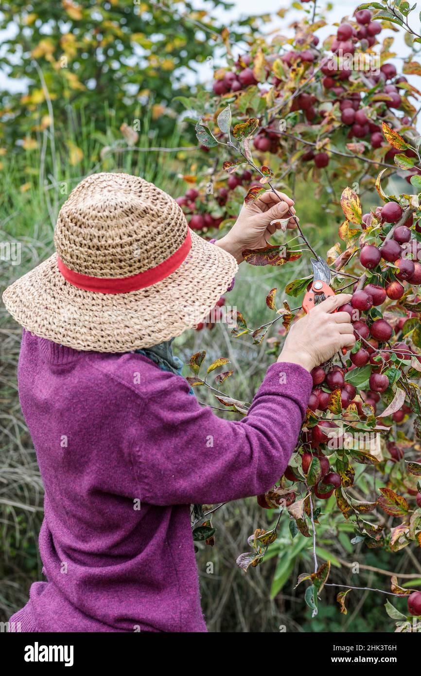 Mujer sacando los brotes leñosos de un manzano ornamental cubierto de frutos, en otoño. Foto de stock