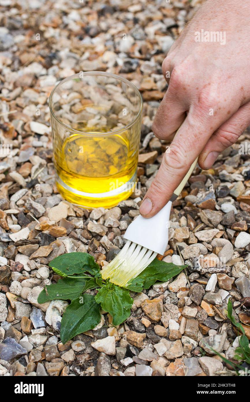 Cepillar aceite de cocina usado sobre una roseta de maleza. El aceite sofoca la planta a mediados de verano cuando está caliente. Foto de stock